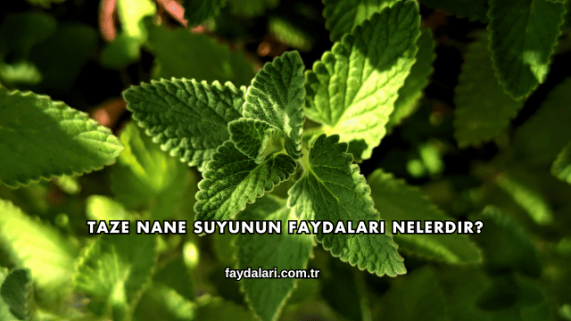 Taze Nane Suyunun Faydaları Nelerdir?