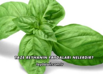 Taze Reyhanın Faydaları Nelerdir?
