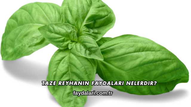 Taze Reyhanın Faydaları Nelerdir?