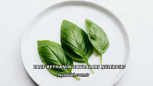 Taze Reyhanın Faydaları Nelerdir?