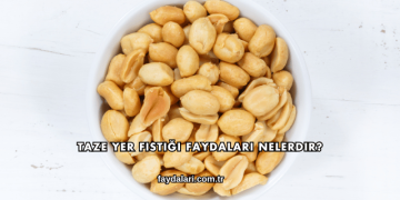 Taze Yer Fıstığı Faydaları Nelerdir?
