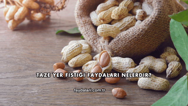 Taze Yer Fıstığı Faydaları Nelerdir?