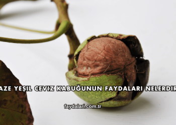 Taze Yeşil Ceviz Kabuğunun Faydaları Nelerdir?