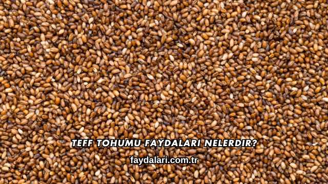 Teff Tohumu Faydaları Nelerdir?
