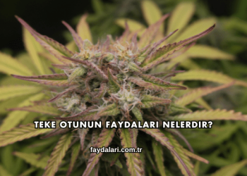 Teke Otunun Faydaları Nelerdir?