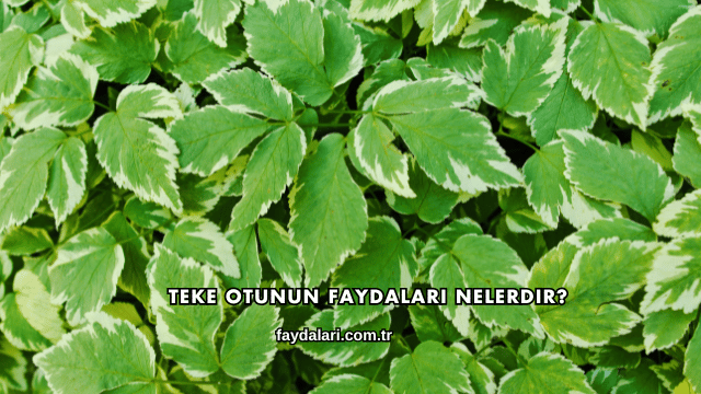 Teke Otunun Faydaları Nelerdir?