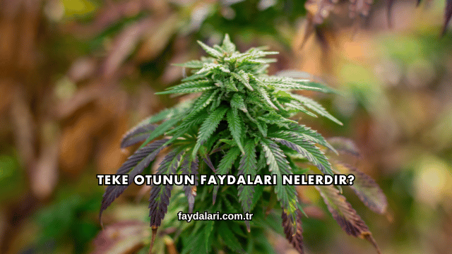 Teke Otunun Faydaları Nelerdir?