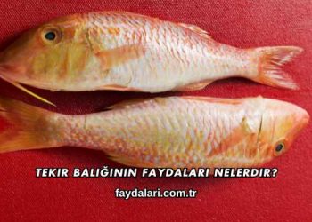 Tekir Balığının Faydaları Nelerdir?