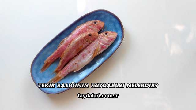 Tekir Balığının Faydaları Nelerdir?