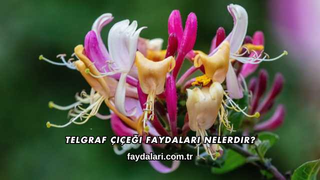 Telgraf Çiçeği Faydaları Nelerdir?
