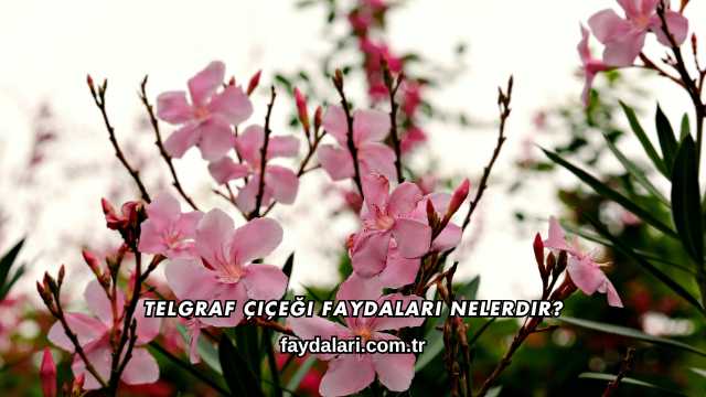 Telgraf Çiçeği Faydaları Nelerdir?