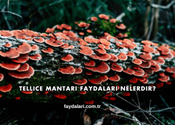 Tellice Mantarı Faydaları Nelerdir?