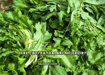 Tere Çayı Faydaları Nelerdir?