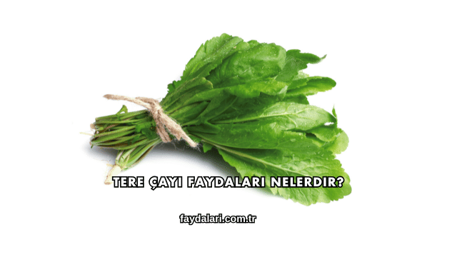 Tere Çayı Faydaları Nelerdir?