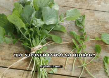 Tere Suyunun Faydaları Nelerdir?