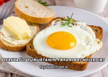 Tereyağlı Yumurtanın Faydaları Nelerdir?