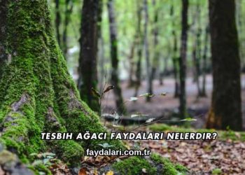 Tesbih Ağacı Faydaları Nelerdir?