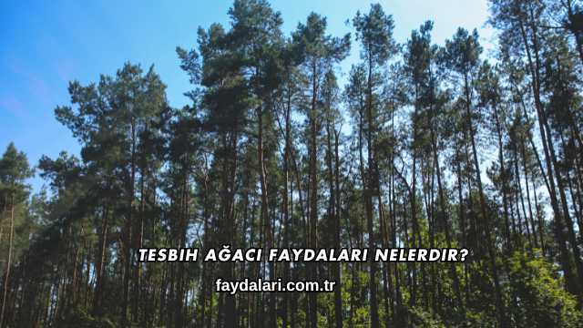 Tesbih Ağacı Faydaları Nelerdir?