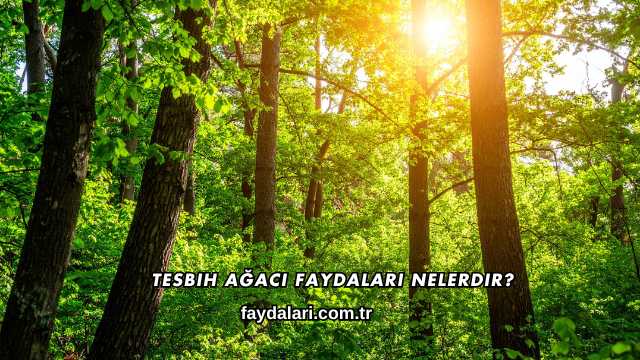 Tesbih Ağacı Faydaları Nelerdir?