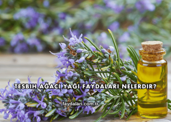 Tesbih Ağacı Yağı Faydaları Nelerdir?