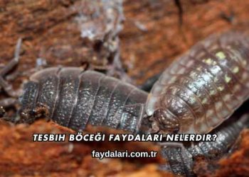 Tesbih Böceği Faydaları Nelerdir?