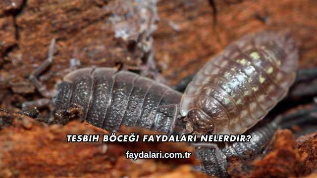Tesbih Böceği Faydaları Nelerdir?