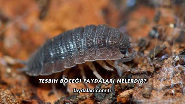 Tesbih Böceği Faydaları Nelerdir?