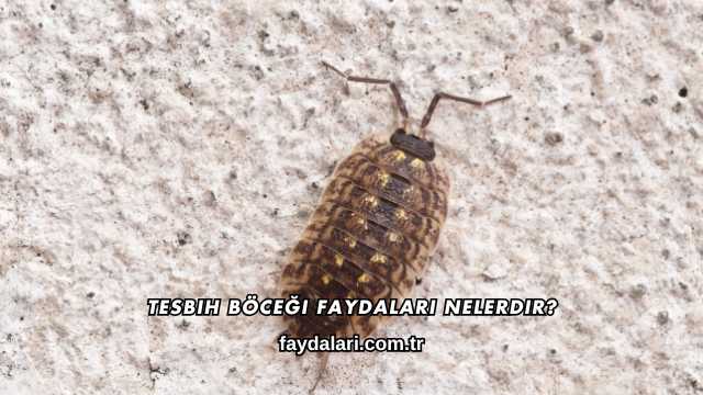 Tesbih Böceği Faydaları Nelerdir?