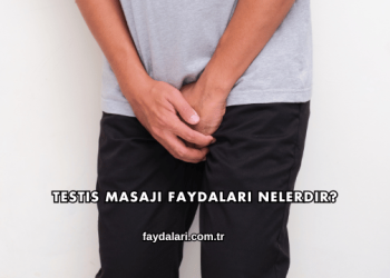 Testis Masajı Faydaları Nelerdir?