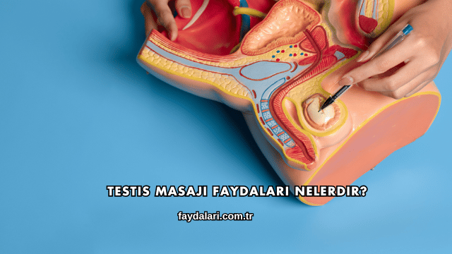 Testis Masajı Faydaları Nelerdir?
