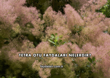 Tetra Otu Faydaları Nelerdir?