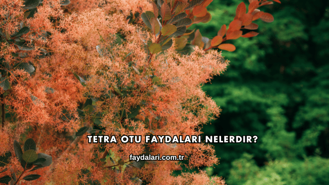 Tetra Otu Faydaları Nelerdir?