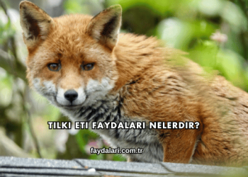 Tilki Eti Faydaları Nelerdir?