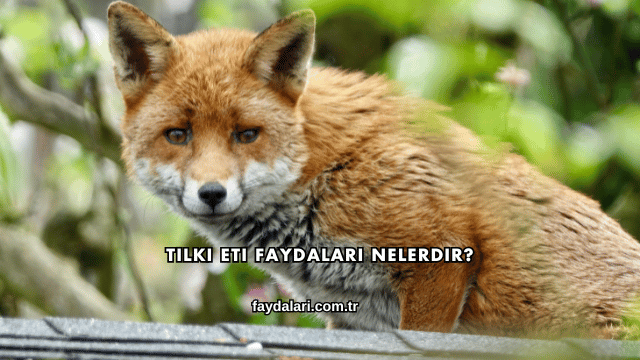 Tilki Eti Faydaları Nelerdir?