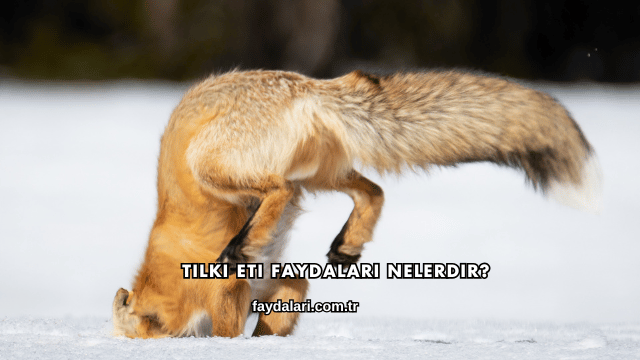Tilki Eti Faydaları Nelerdir?