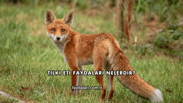 Tilki Eti Faydaları Nelerdir?