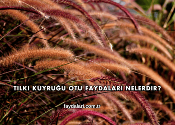 Tilki Kuyruğu Otu Faydaları Nelerdir?
