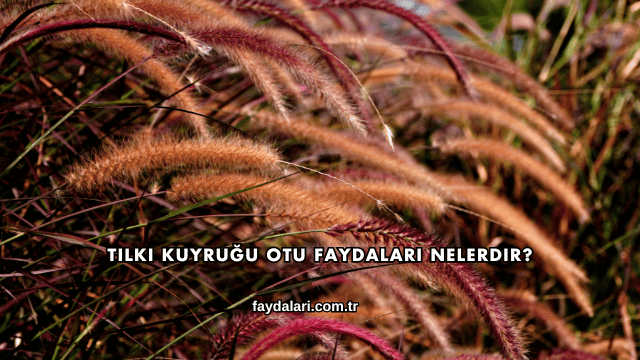 Tilki Kuyruğu Otu Faydaları Nelerdir?