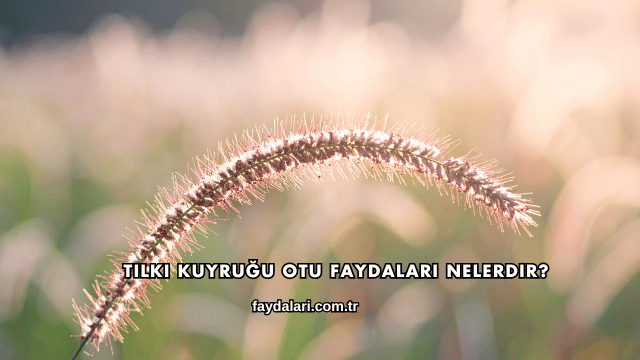 Tilki Kuyruğu Otu Faydaları Nelerdir?