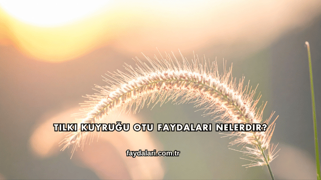 Tilki Kuyruğu Otu Faydaları Nelerdir?