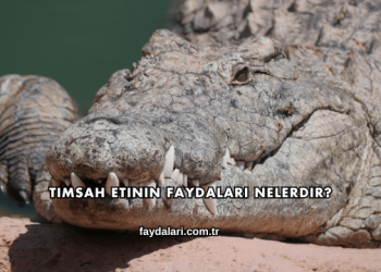 Timsah Etinin Faydaları Nelerdir?