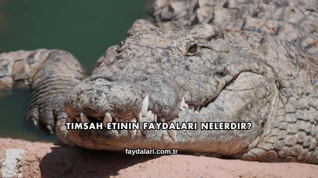 Timsah Etinin Faydaları Nelerdir?