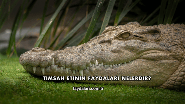 Timsah Etinin Faydaları Nelerdir?