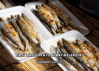 Tirsi Balığı Faydaları Nelerdir?