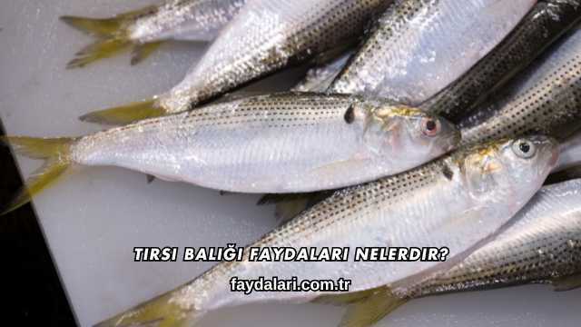 Tirsi Balığı Faydaları Nelerdir?