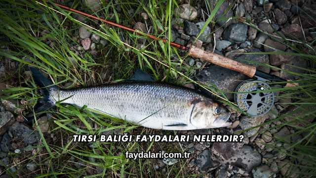 Tirsi Balığı Faydaları Nelerdir?