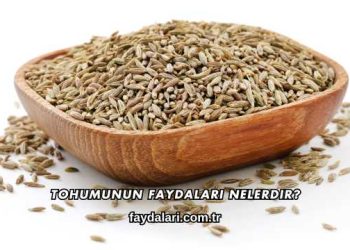 Tohumunun Faydaları Nelerdir?