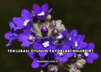 Toklubaşı Otunun Faydaları Nelerdir?