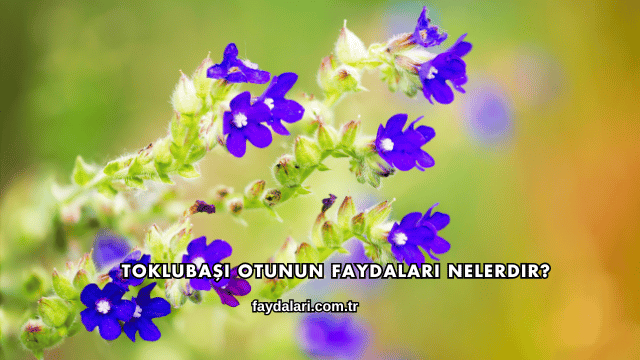 Toklubaşı Otunun Faydaları Nelerdir?