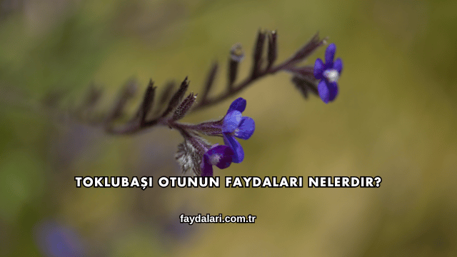 Toklubaşı Otunun Faydaları Nelerdir?